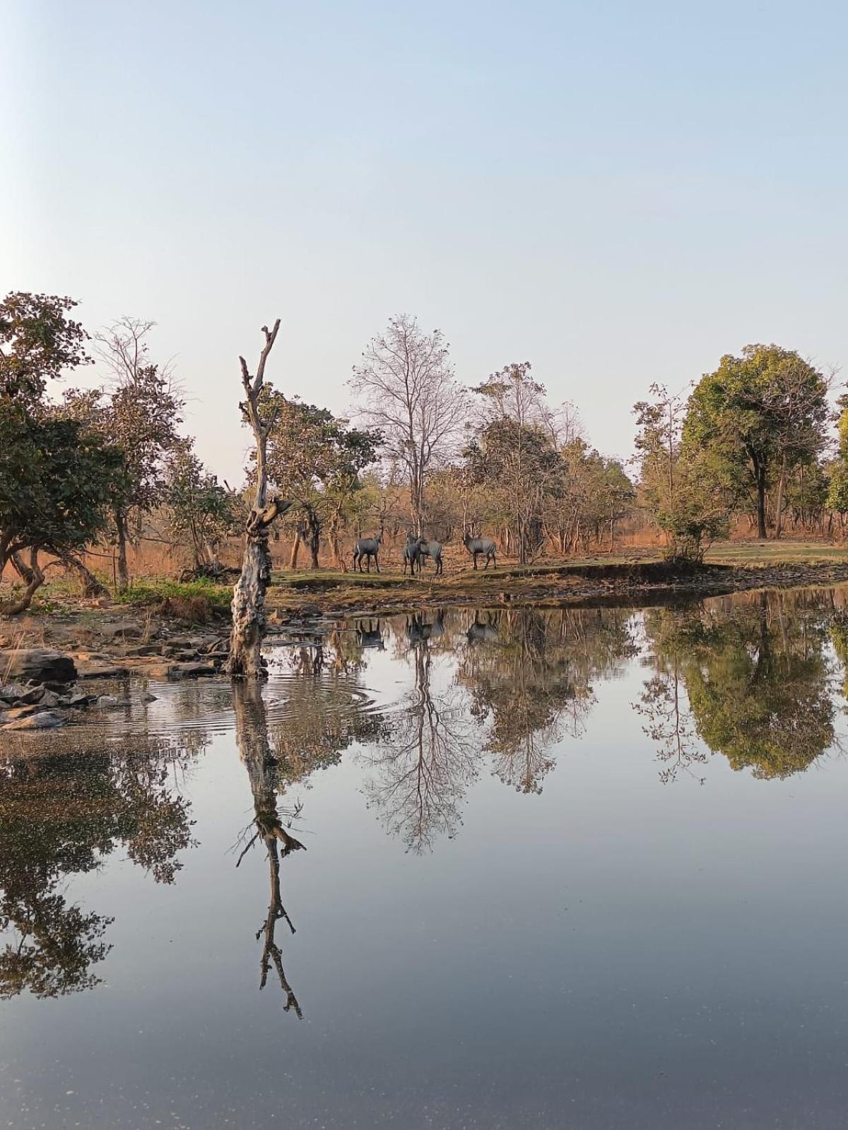 מלון Gurla Gandhisagar Forest Retreat מראה חיצוני תמונה